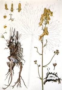 L&39;Aconit Tue Loup Wolfsbane、1737 作： Elizabeth Blackwell